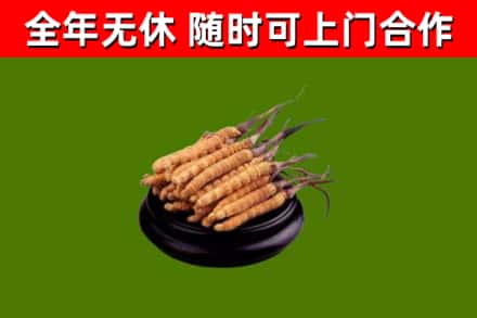 衡阳县回收散虫草
