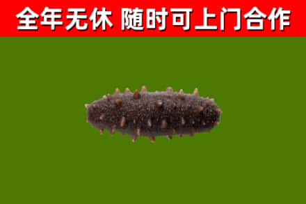 衡阳县回收海参干